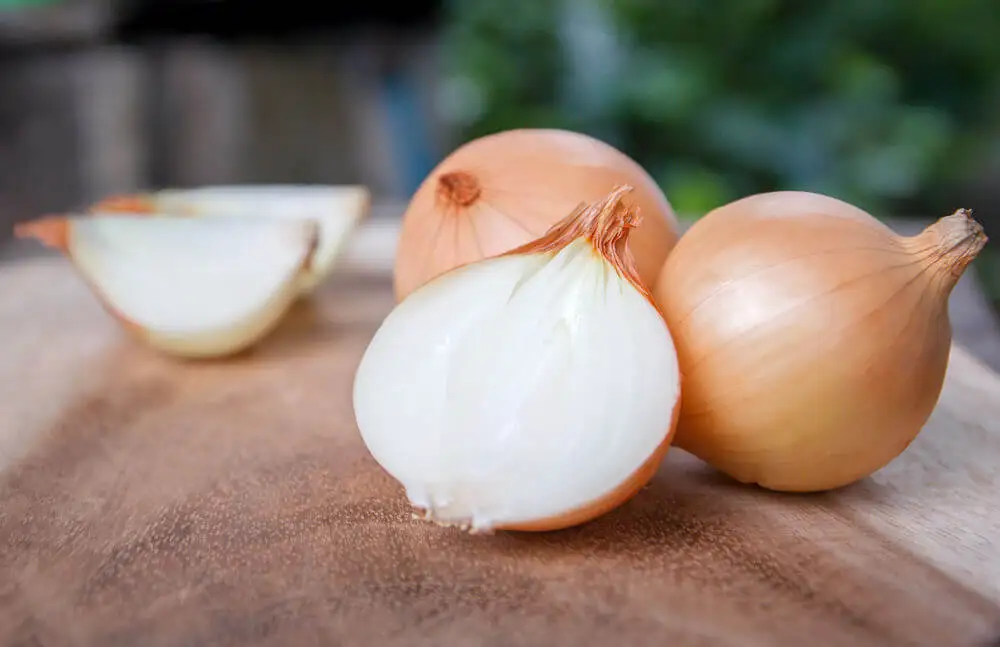 Cebolla