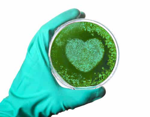 ¿Existen bacterias en el corazón?