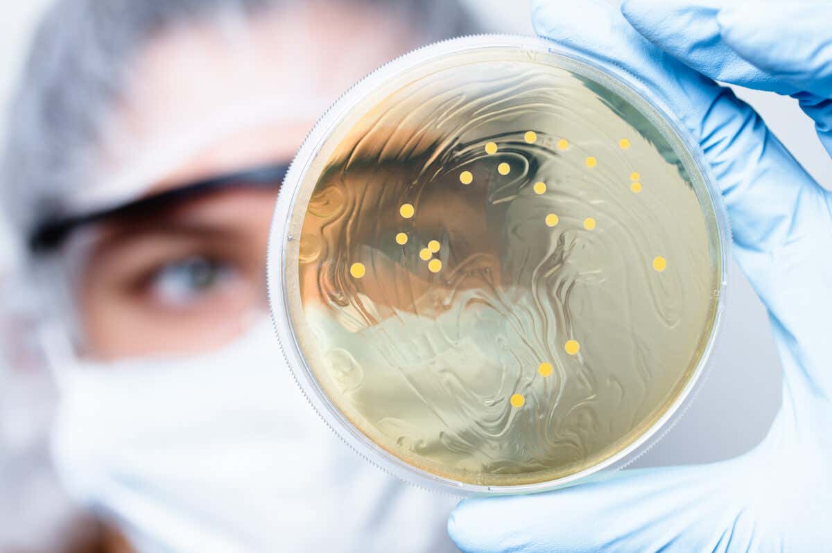 Cultivo de bacterias para observar antimicrobianos.