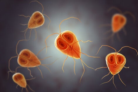 bacteria giardia sintomas