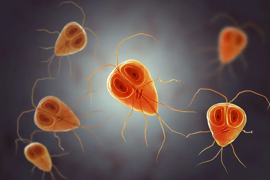 Sobre el género Giardia