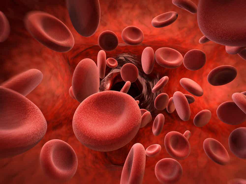 Glóbulos rojos o eritrocitos.