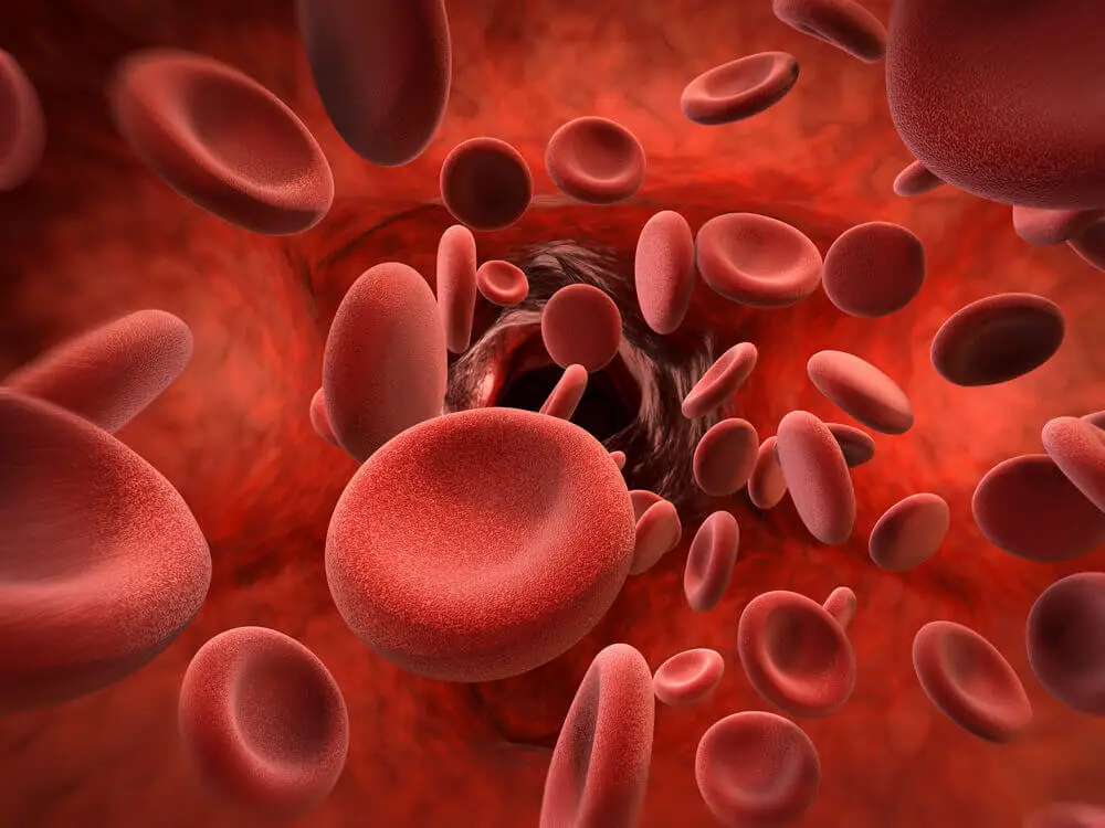 Glóbulos rojos.