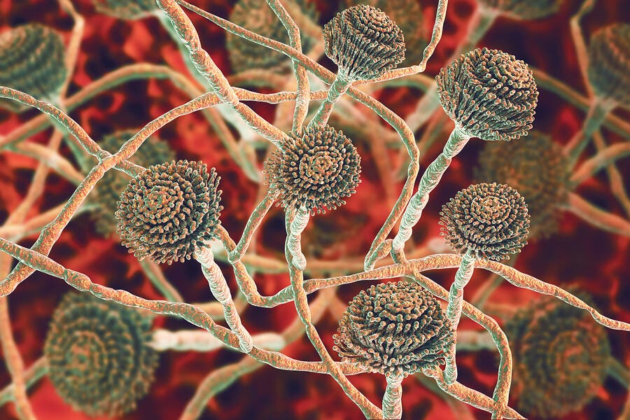 Sobre el género Aspergillus