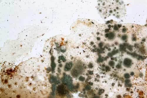 Alergia a los hongos y el moho