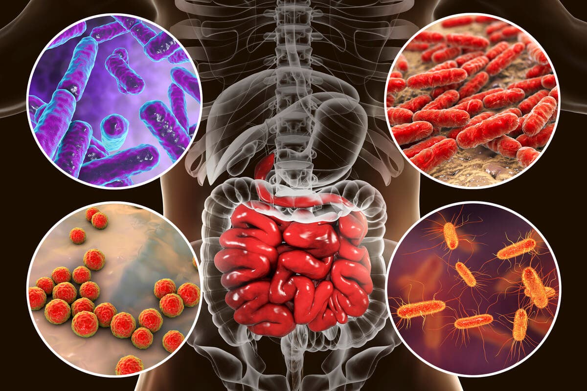 Microbiota del cuerpo humano.