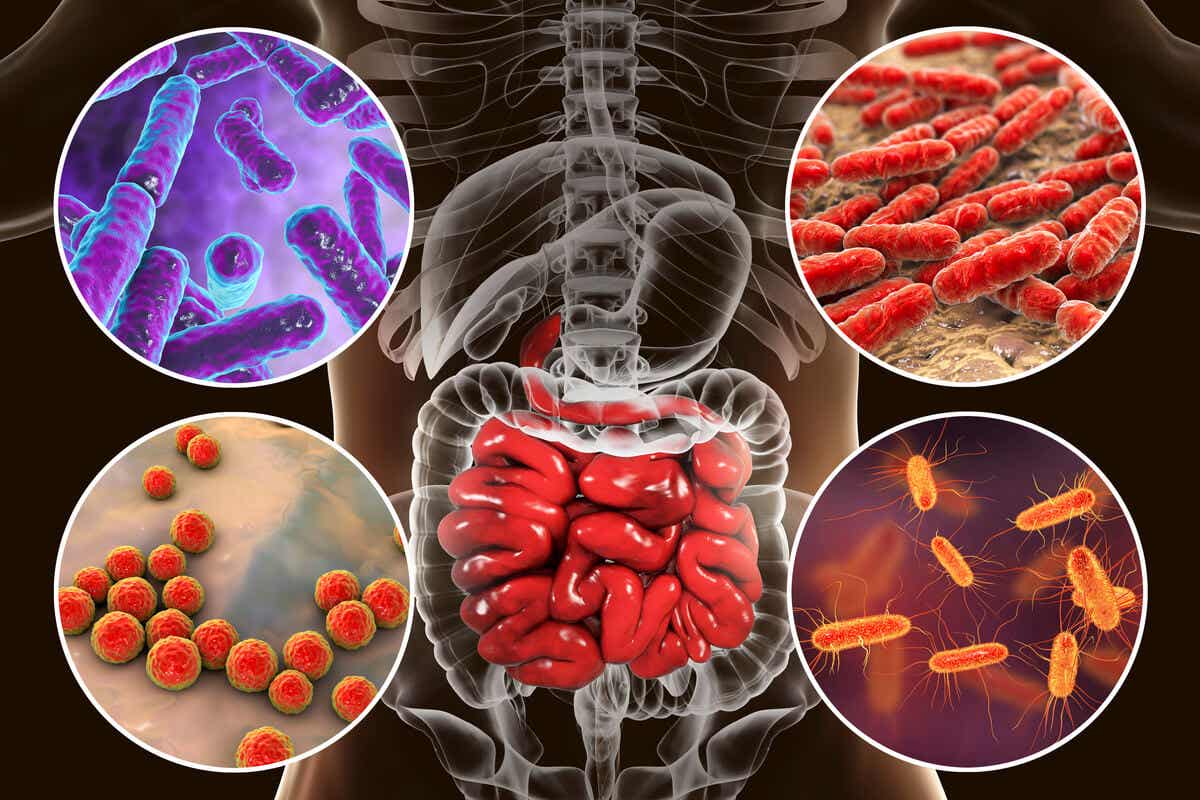 ¿Cuáles son las funciones de la microbiota?