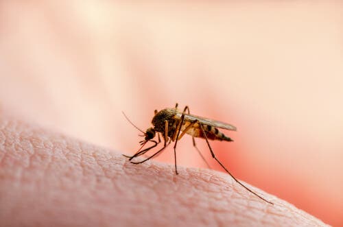 Mosca de la arena contagiosa para leishmaniasis