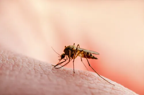 Mosca de la arena contagiosa para leishmaniasis