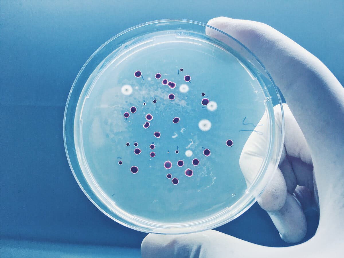 Cápsula de Petri para estudio in vitro.