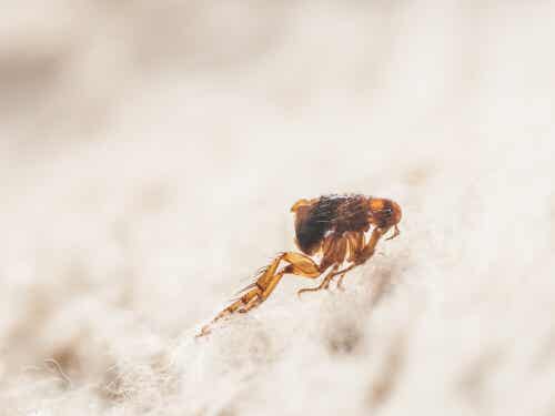 pulga es un ectoparásito