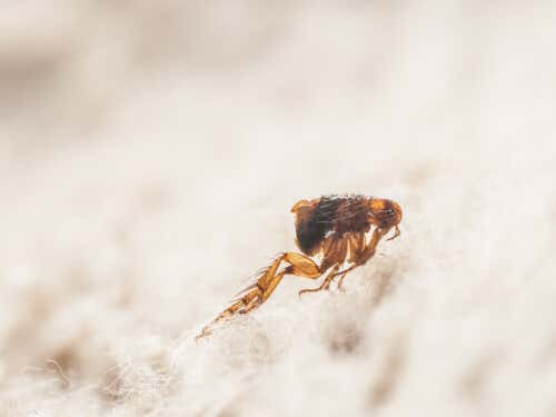 pulga es un ectoparásito