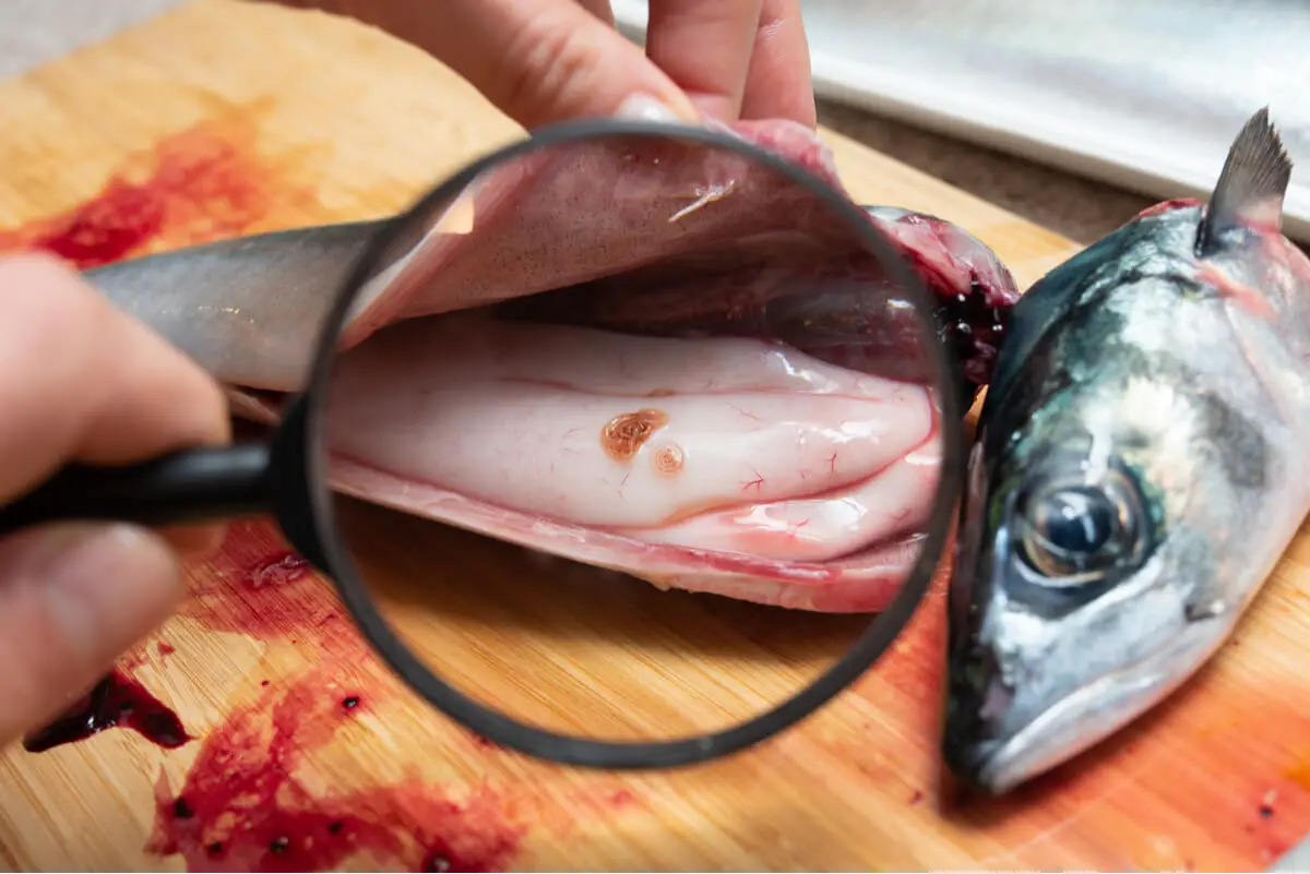 Anisakis en el pescado