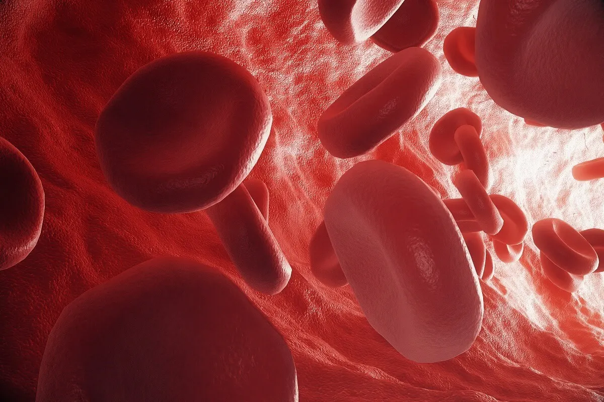 La circulación de la sangre