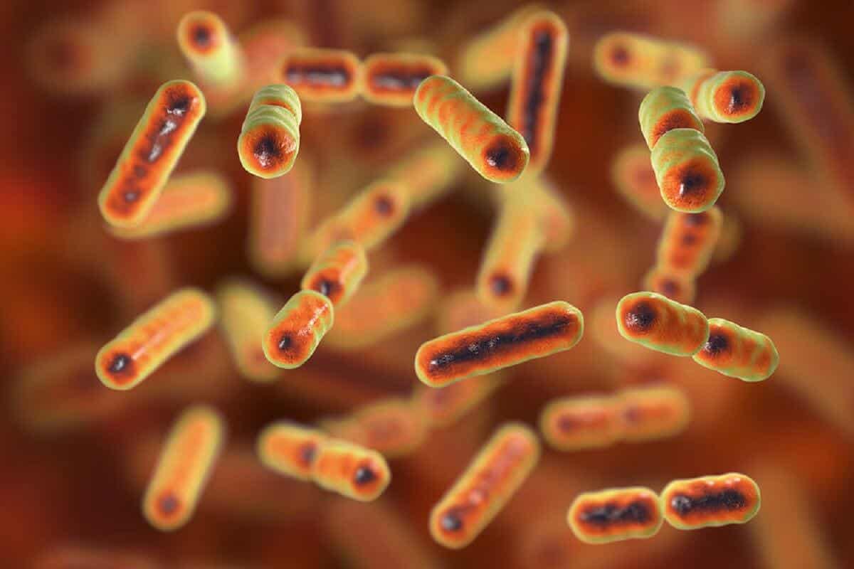 Bactéries dans le corps humain et la nourriture.