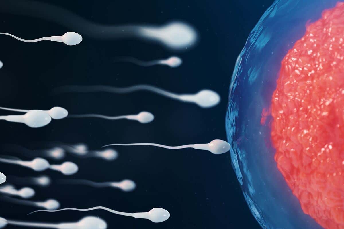 Les spermatozoïdes qui vont à la fécondation.