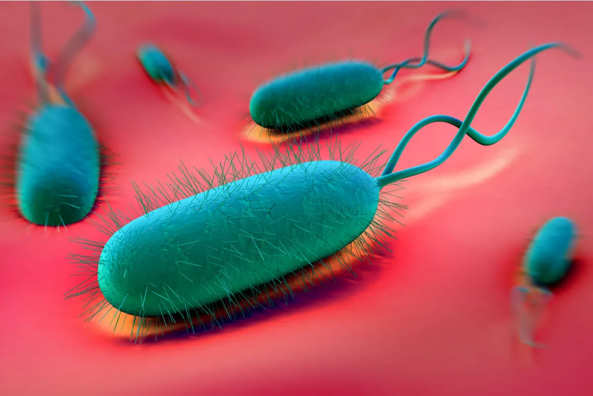 Helicobacter pylori.