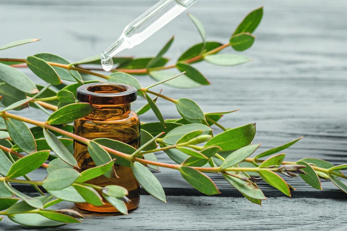 Fordelene med eukalyptus.