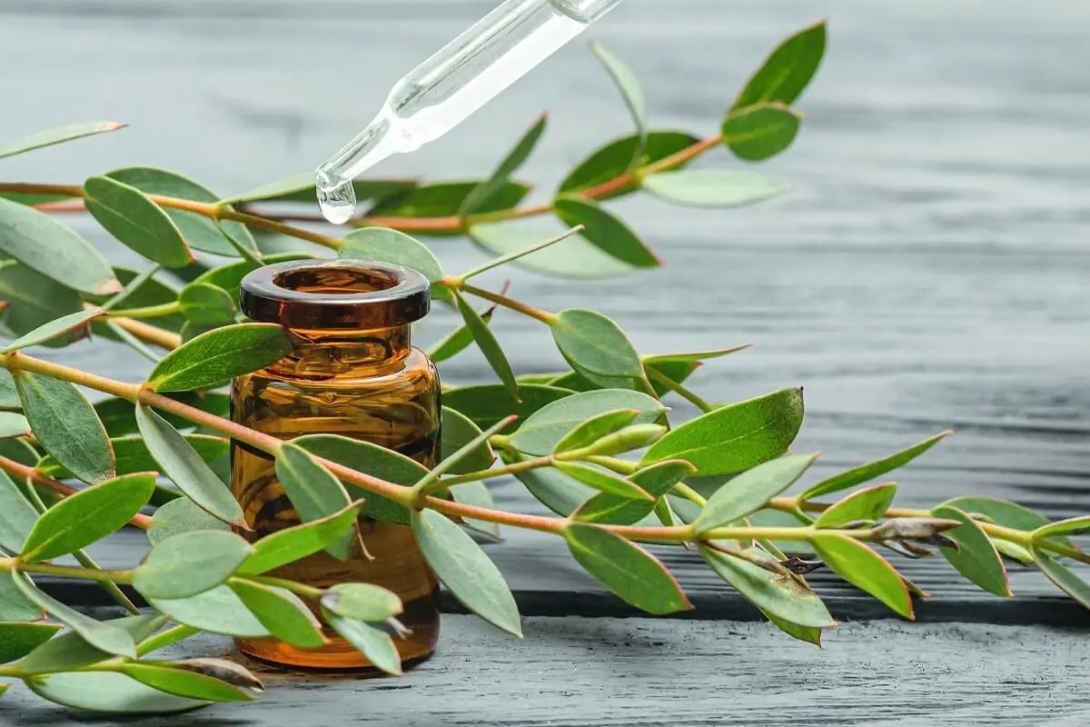 Eukalyptus und seine großartigen Vorzüge