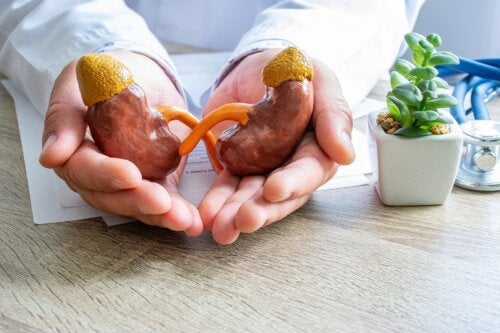 La nutrición en la enfermedad renal