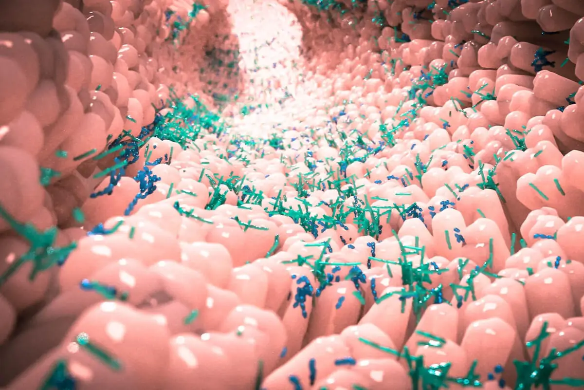Microbiota intestinal