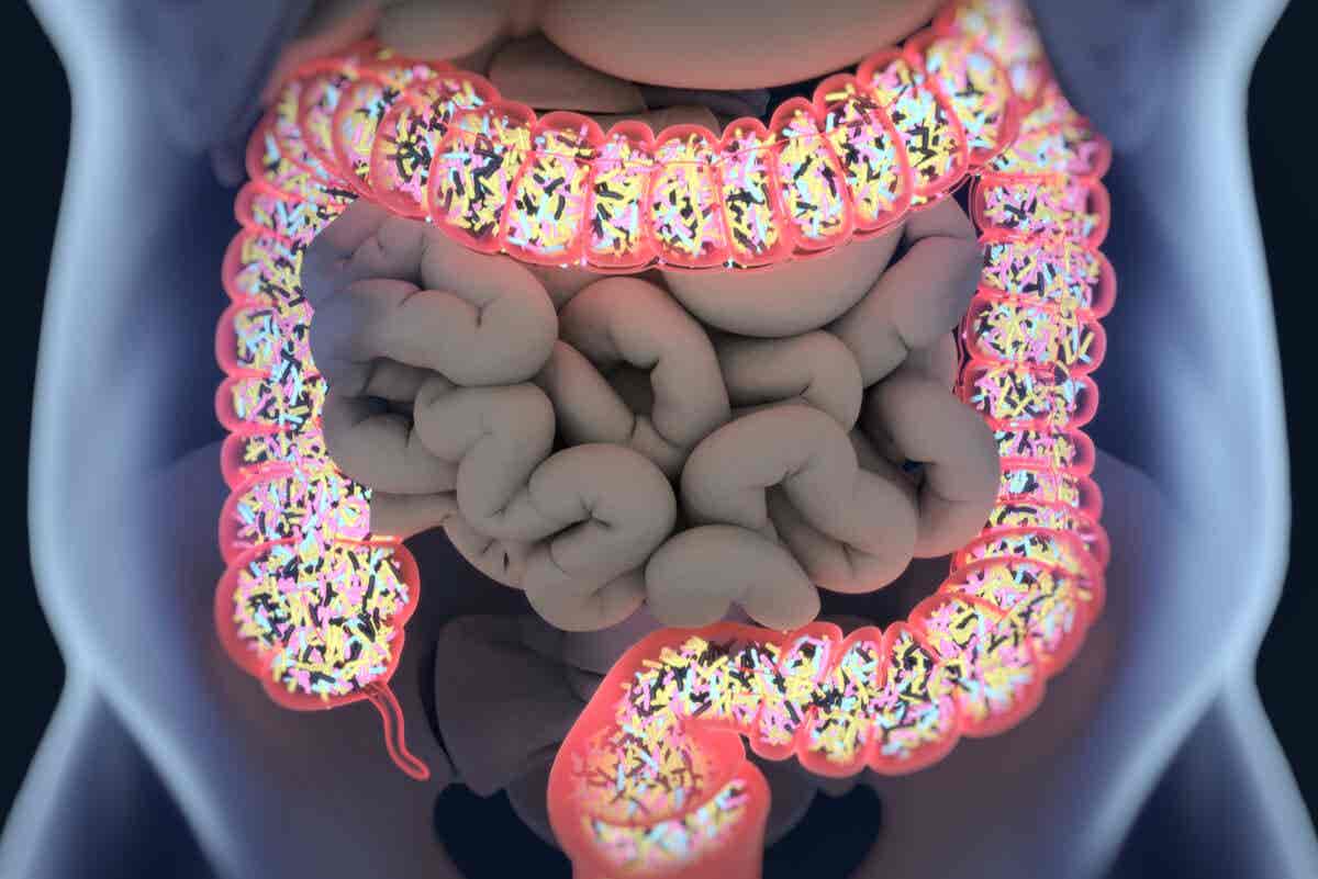 Microbiota del intestino mejora con el puerro.
