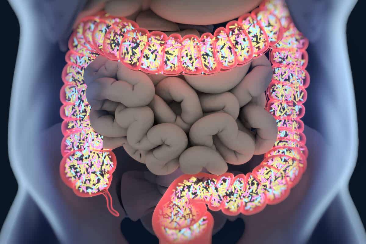 Psychobiom - Schaubild der Darmmikrobiota