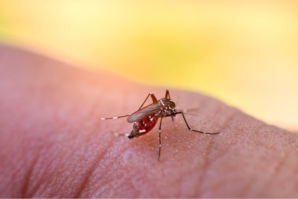 Mosquito picando.