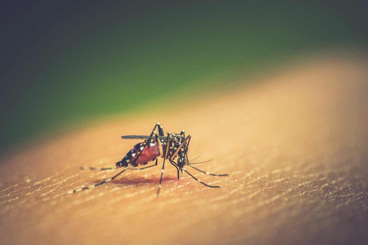 Dengue-Impfung - Moskito auf der menschlichen Haut