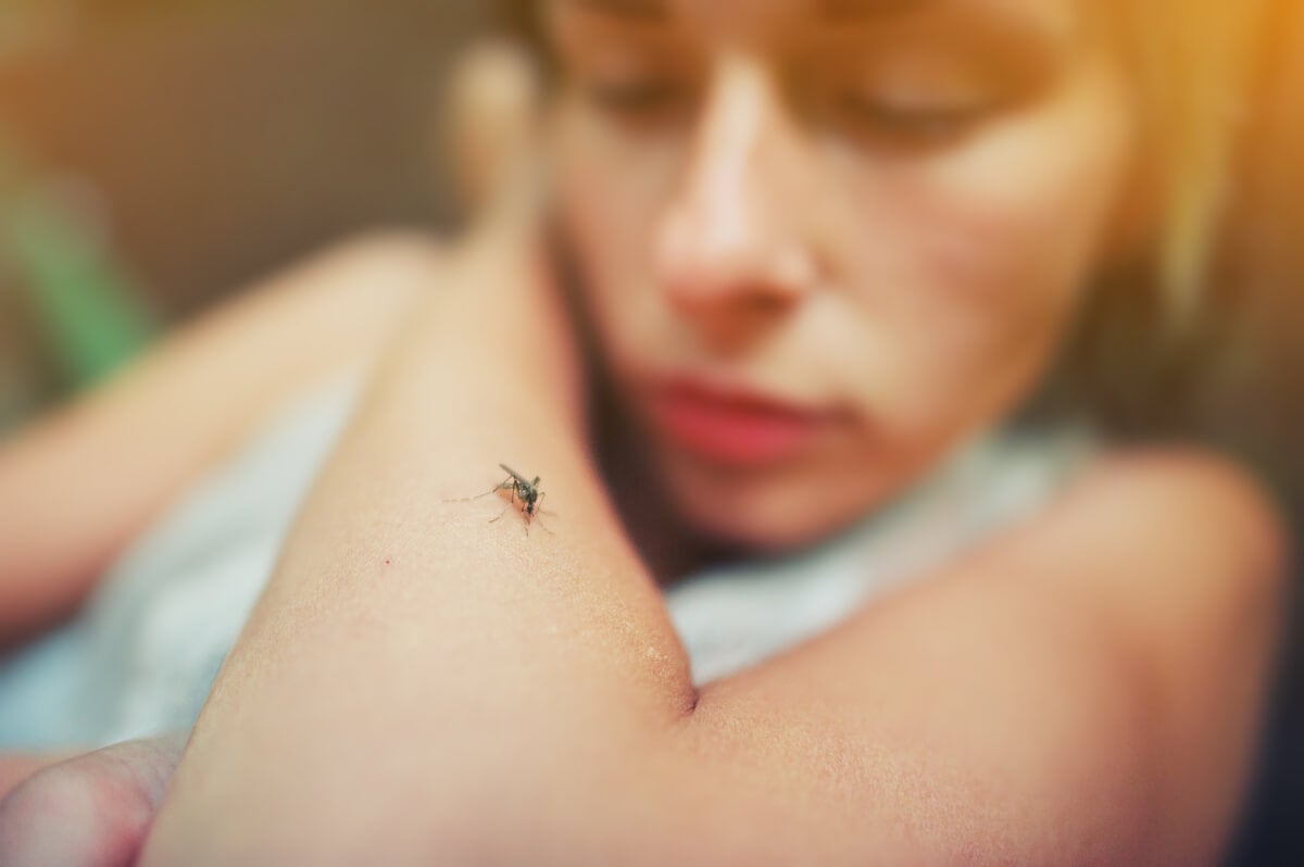 Vacuna contra el dengue : todo lo que necesitas saber sobre ella
