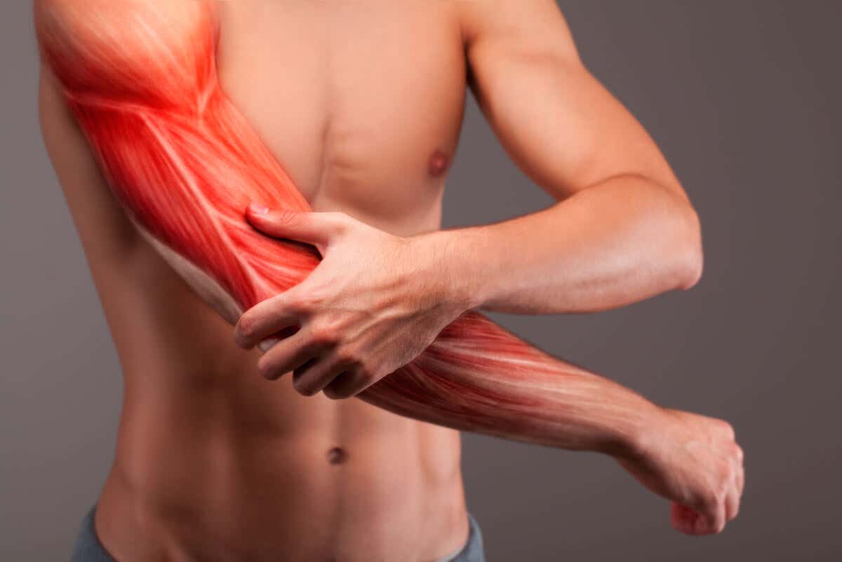 Músculos se forman por proteínas