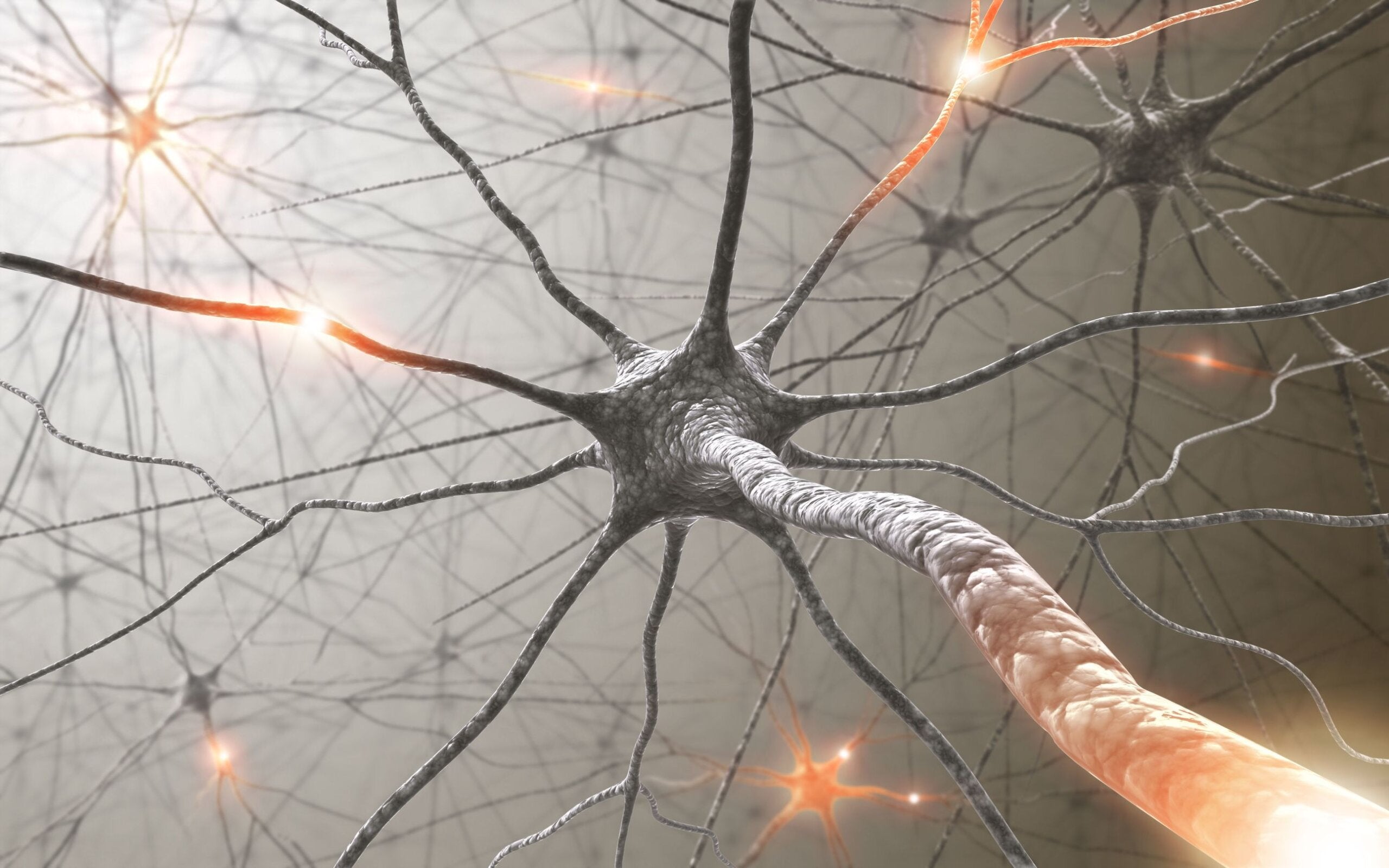 Neurones et synapses.