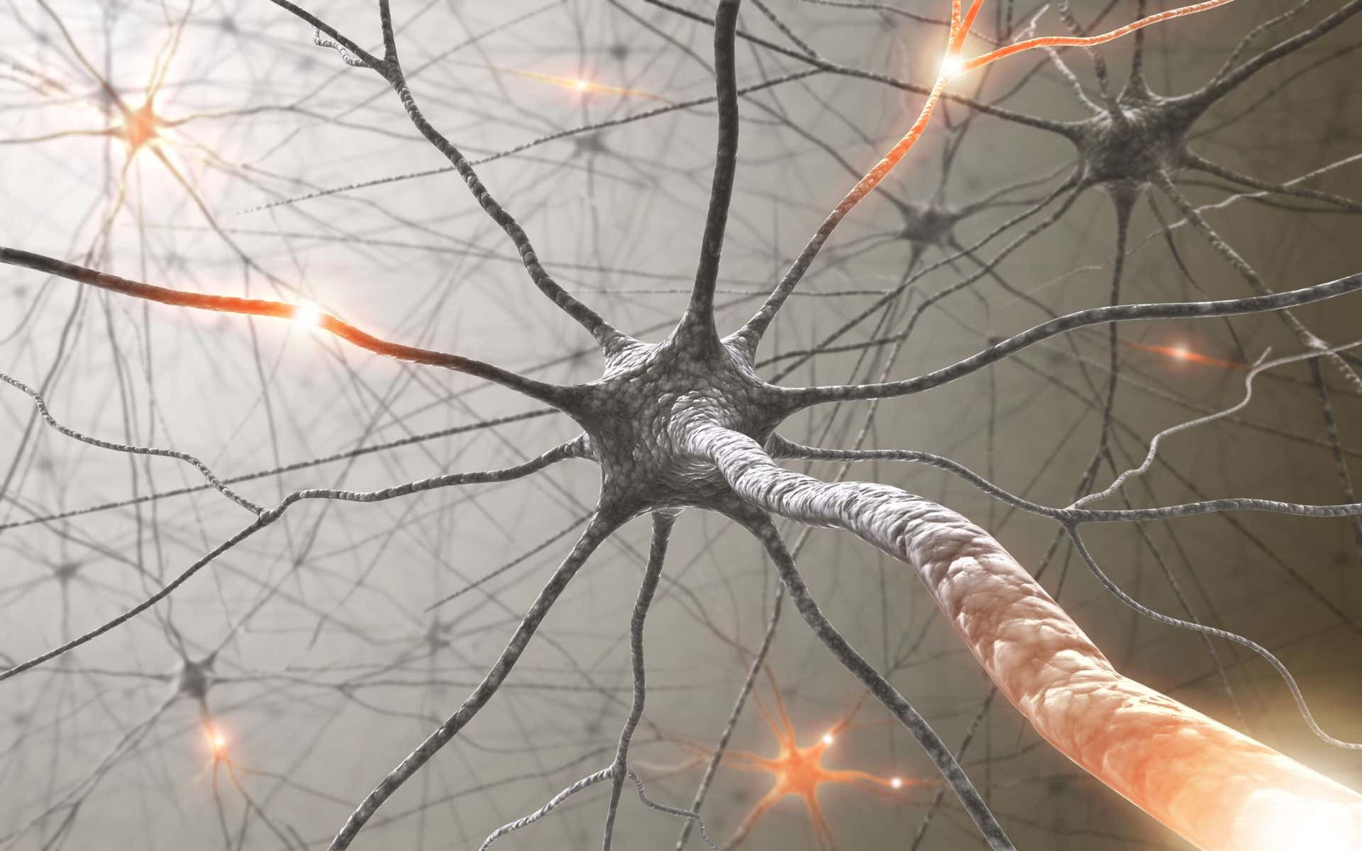 Neuronas i synapsy