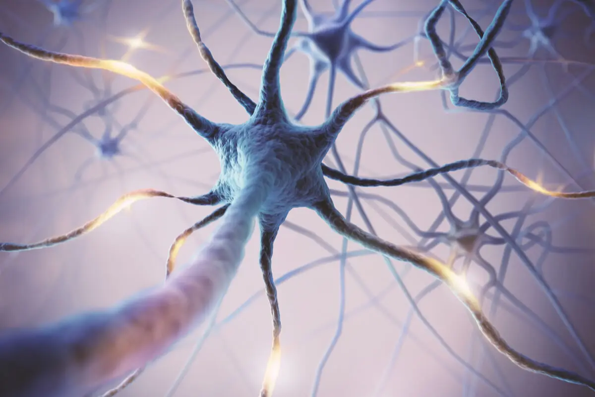 Las neuronas y los neurotransmisores.