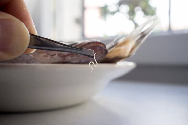 Anisakis: ¿Basta con congelar el pescado? ¿Cuánto tiempo es necesario?