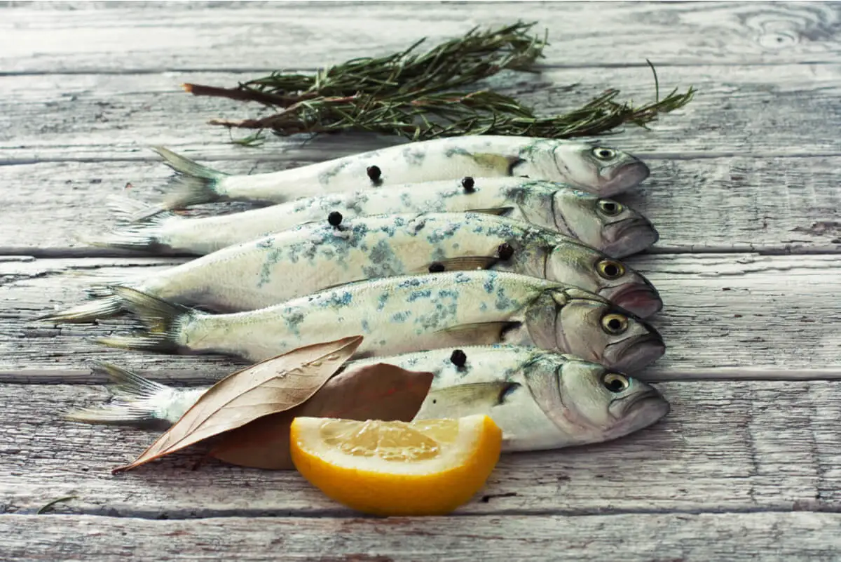 Pescado azul crudo para los ciclos menstruales