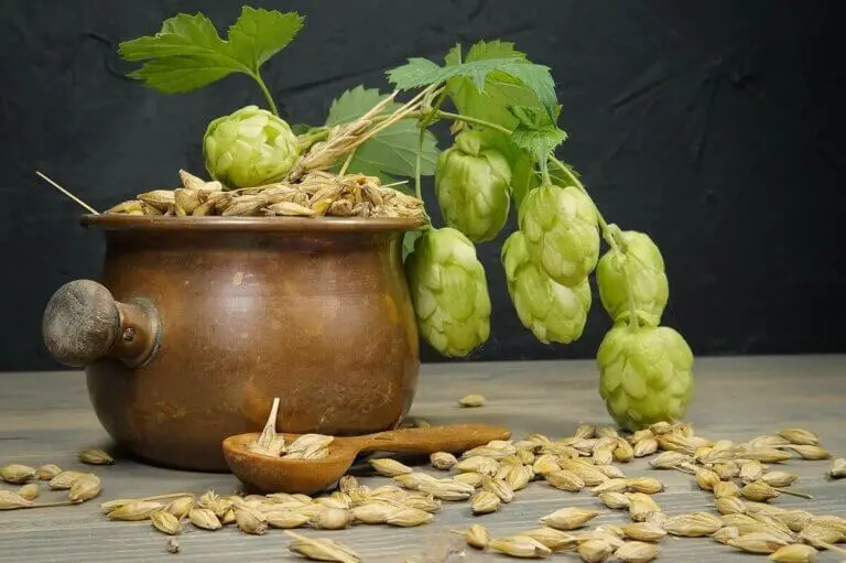 Lúpulo: propiedades y beneficios para tu salud