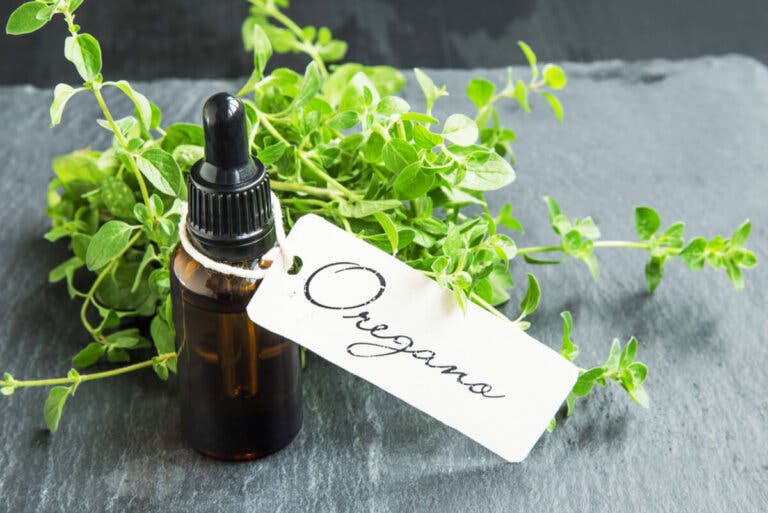 Cómo preparar aceite de orégano casero y cuáles son sus beneficios
