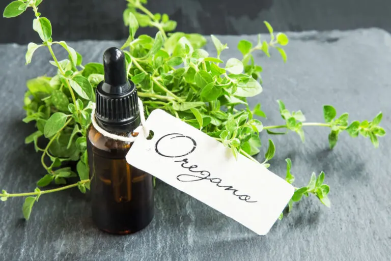 Cómo preparar aceite de orégano casero y cuáles son sus beneficios