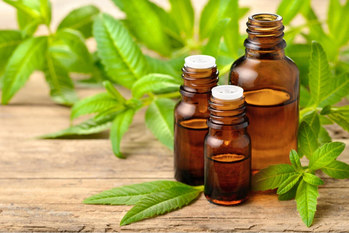 Aceite de verbena y sus interacciones.