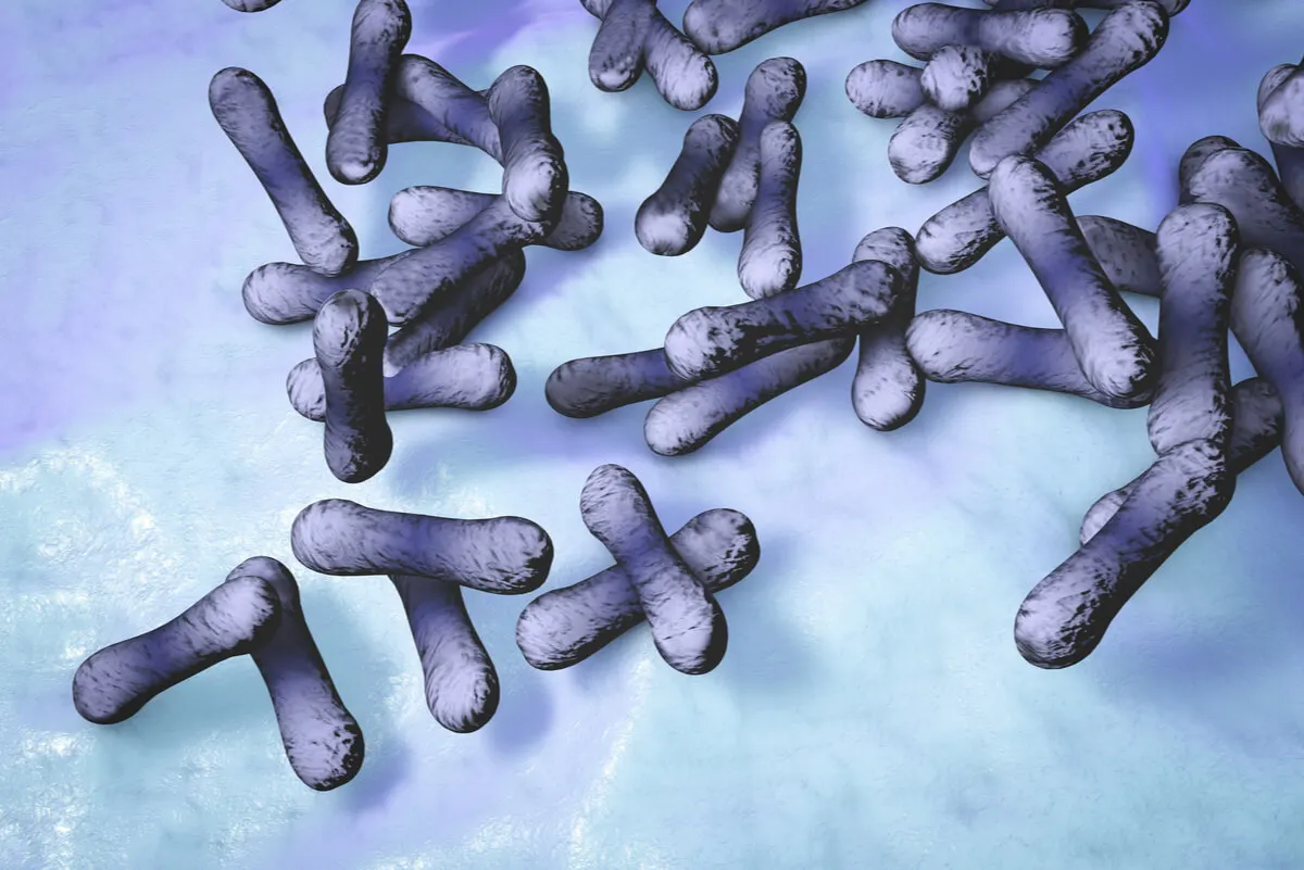 Bactérias que causam difteria.