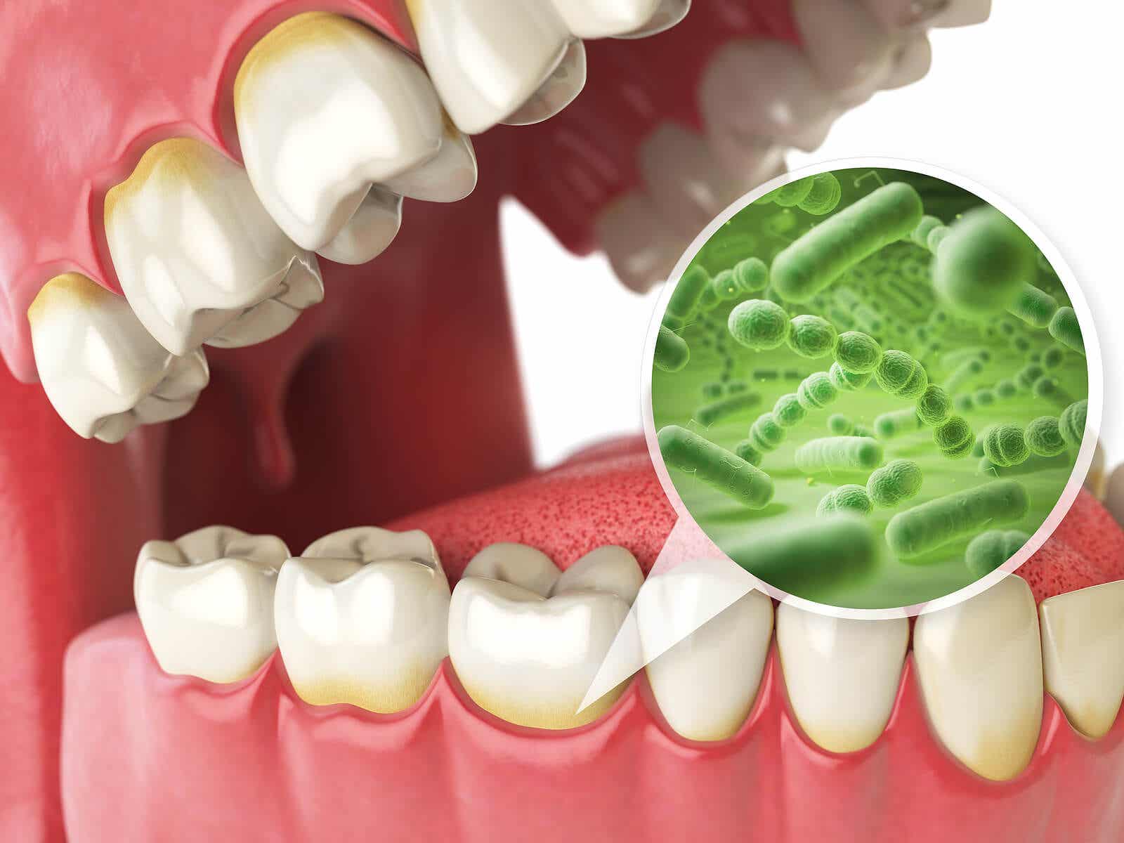 Batteri che vivono nella cavità orale.