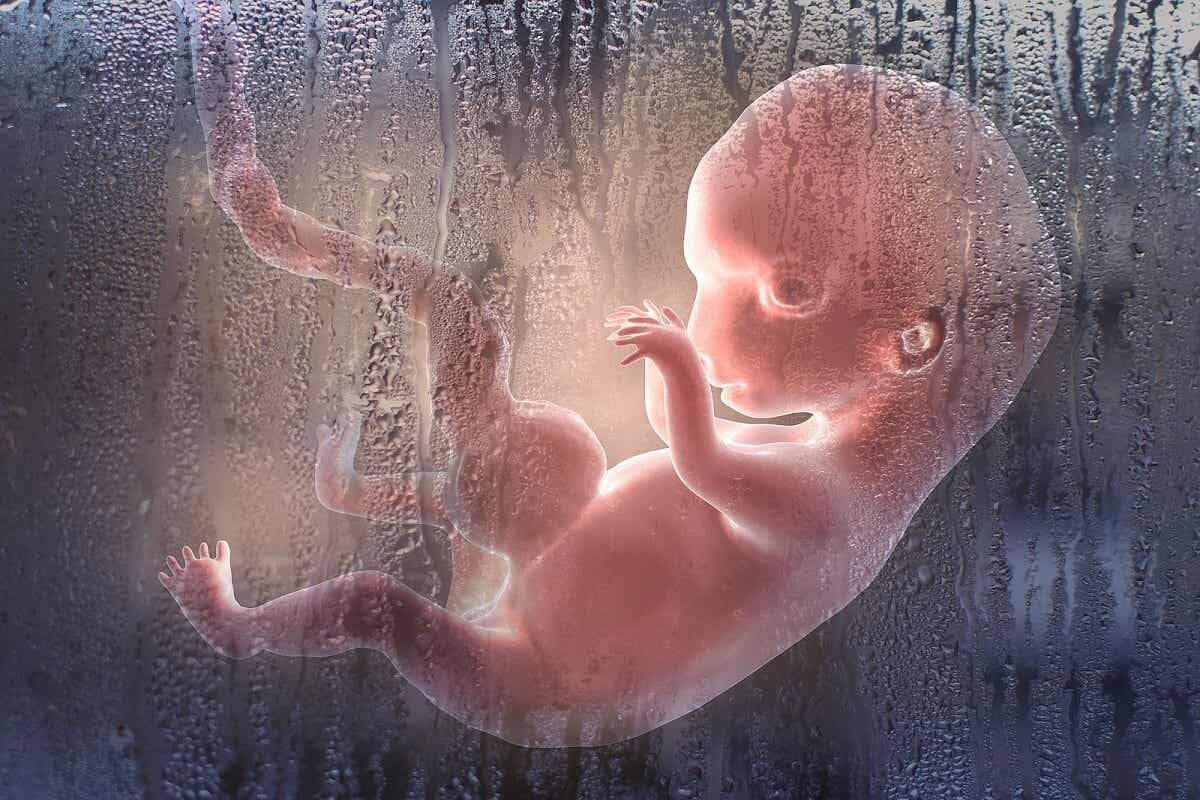 A fetus.