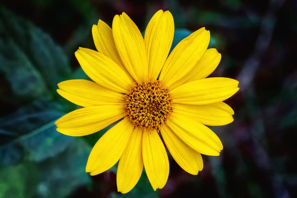 Flor de árnica montana.
