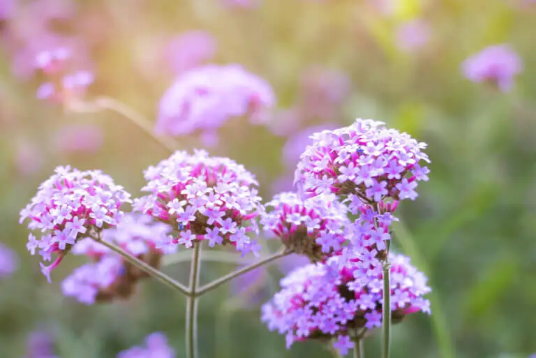 ¿Qué es la verbena y para qué sirve?