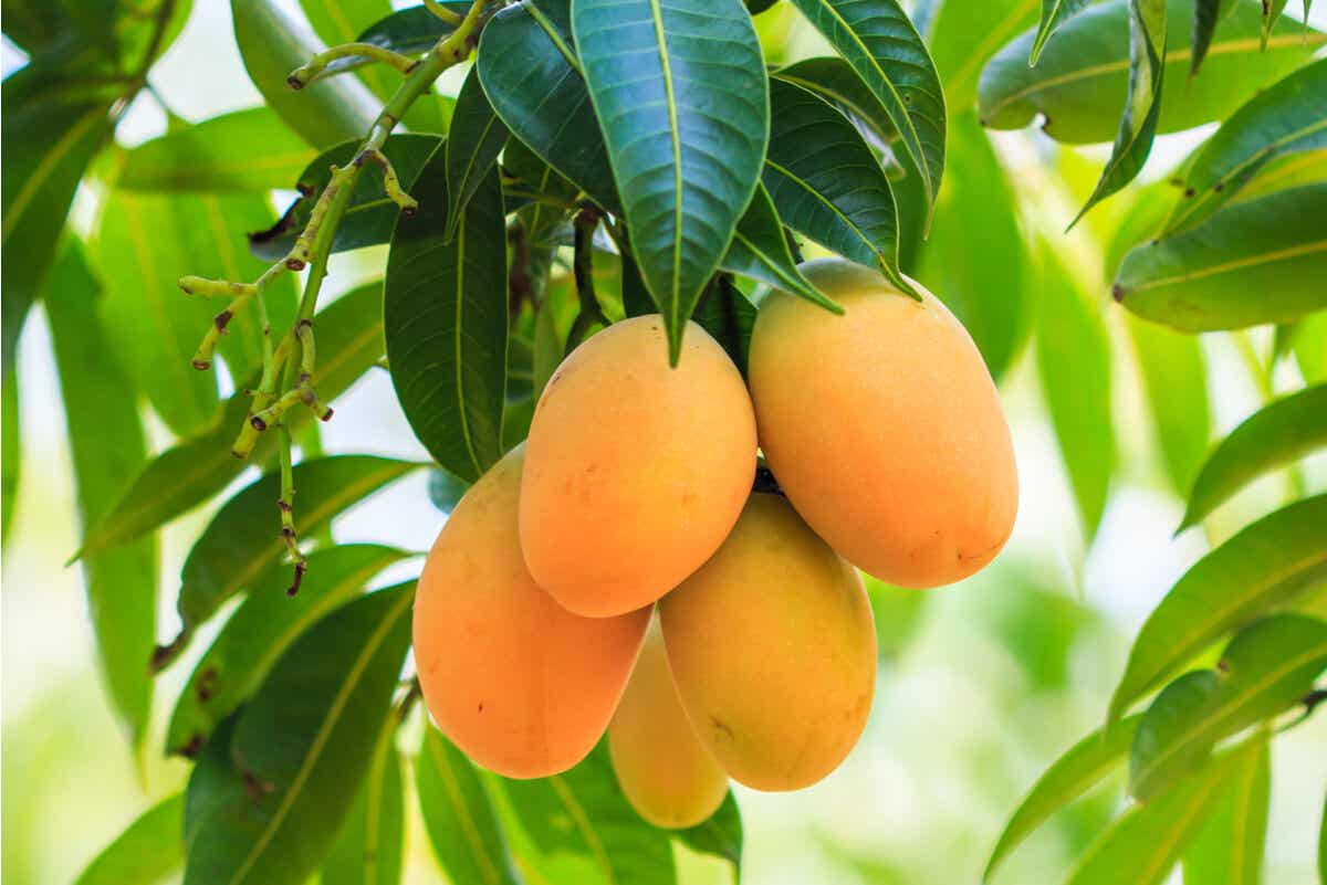 Fruto del mango.