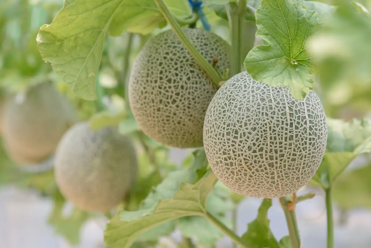 Planta de melón.