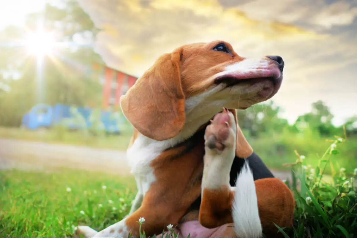 Chien sur herbe bio.