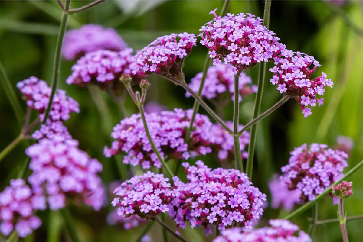 Flor de la verbena.