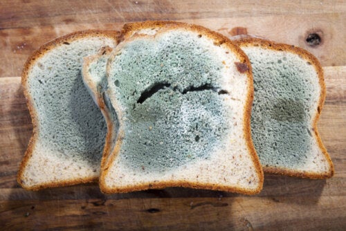 Moho en los alimentos: ¿Cuáles son los riesgos y qué hacer?